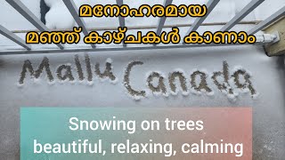 snowing on trees beautiful, calming view || A snow walk || canada ||mallu||