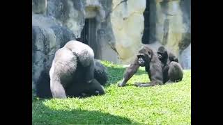 Silver Black Gorilla protects his wife and son from attackers. #gorilla #gorillafighting #animals