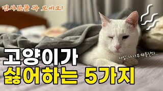 5가지 고양이가 싫어하는 행동 TOP5  l  집사 필수 시청 !  l  고양이 언어