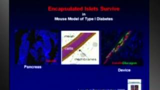 Islet Cell Transplants - A New Approach: Pamela Itkin-Ansari, Ph.D. at TEDxDelMar