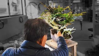 Oyakata's Teaching - How to Improve Your Tanuki Juniper