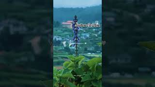 This is Nuwara Eliya | Subscribe me | #nature #travel #travelsl #nuwaraeliya #srilanka #nuwara