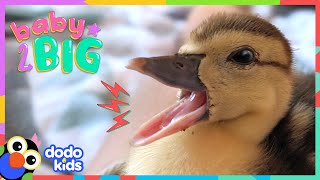 Watch This Duck Hatch From Her Egg And Grow SO BIG! | Dodo Kids | Baby 2 Big