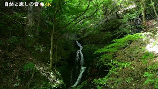 【自然の音】新緑の季節と流れ落ちる滝、癒し、睡眠、リラックス、作業用BGM/Water fall/Nature Sounds/ASMR/4K【２時間】