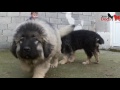 grizli 2 . puppies 2 months old caucasian shepherd