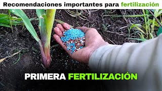 🌽 PRIMERA FERTILIZACIÓN del MAÍZ - Estos Fertilizantes Se Aplicaron Al Suelo En El Maíz en V4