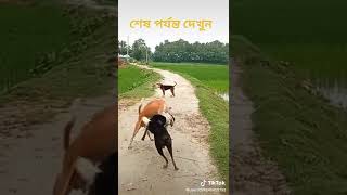 কুকুরের কুকুরের লড়াই করার চেষ্টা