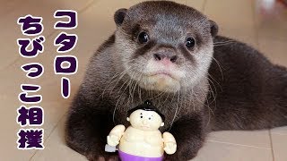 カワウソ コタロー　おもちゃとちびっこ相撲！　Baby sumo otter Kotaro