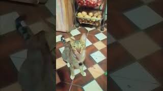 कोणालाही चांगला नवरा मिळत नसतो 😂😂 #funny #comedy #fun #sorts #youtube #marathi #subscribe #cat #लईकन