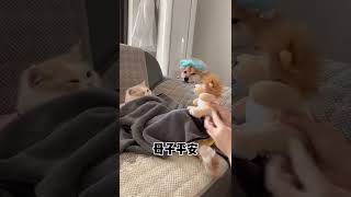 Funny dog and cat Videos 2022 - Funniest Cats And Dogs Videos #shorts
