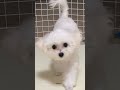 マルプーのおはよう　 マルプー マルチーズ トイプードル マルチワ ミックス犬 チワワ 子犬