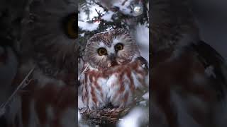 Cute saw-whet owl in the light snow