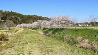 流れ星  上杉香緒里　カバー　岬ひろし