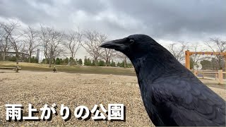 [濡れた地面は嫌いなカラスのリキ ]