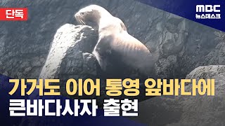 [단독] 가거도 이어 통영 앞바다에 큰바다사자 출현 (2023.08.23/뉴스데스크/MBC)