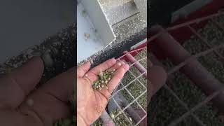 Cleaning peas in Montana with GCS grain cleaner and GCS screen cleaner