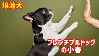 「わが家の愛犬」特技。フレブル5歳。 #wolflady #保護犬 #フレブル