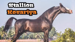 मारवाड़ी अश्व केसरिया | Stallion Kesariya - Vajapar Stud Farm Jamnagar !!