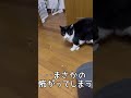 ポーのおもちゃhachiware cat po and toy shorts 猫の日 猫壱 ハチワレ猫