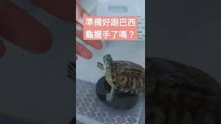 準備好跟巴西龜握手了嗎？// shake hands with turtles