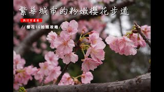 【2021新竹櫻花免費景點】繁華城市的粉嫩櫻花步道。新竹公園的河津櫻花盛開！櫻花最前線台灣版本。櫻花IG拍照攻略。麗池公園