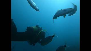 agii theodoroi diving