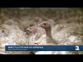 Bird flu found in Virginia