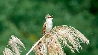 Rákosník velký (Acrocephalus arundinaceus) - hlas