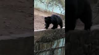 Indore m.p. Zoo Bear || Indore Ka Chidiyaghar 🐻