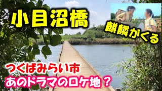 【ロケ地】NHK大河ドラマ「麒麟がくる」ロケ地『小目沼橋』は欄干が無い木製の「沈下橋」でした！（茨城県つくばみらい市）