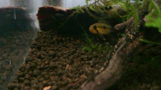 Apistogramma pulchra Wilhelmi spawning