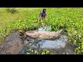 Searching Catfish in Dry Soil - Awesome Fishing in Water Hyacinth By Hand From River Side (part-2)