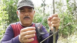 Rahasia penggunaan tali jerat untuk jebakan burung.