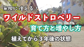 【ワイルドストロベリーの育て方】一度植えれば無限に増える！手軽にお家でイチゴ狩り！