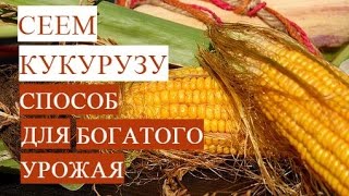 Посадка Кукурузы.  Проверенный Способ для Богатого Урожая.