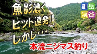 奥多摩渓流。御岳渓谷でニジマス釣り。１２月３１日まで本流でのみニジマス釣りが楽しめます。2024/10/28