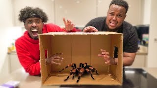 What's In The Box Challenge - Win $10,000 (LIVE ANIMALS)