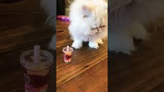 Bella is drinking strawberry boba tea!? #food #cat #tiktok #trending