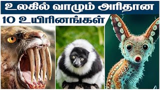 10 அரிதான உயிரினங்கள் | Ten Rarest Animals @Howisitinfo #rarestanimals #animals #rarest #animal