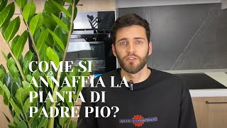 Pianta di padre pio: come si annaffia? (Zamioculcas zamifolia)