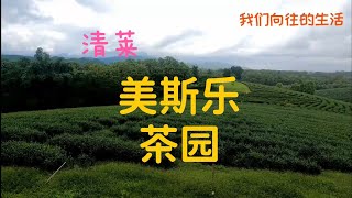 泰国自驾6     清莱美斯乐    远征军孤军茶叶茶叶