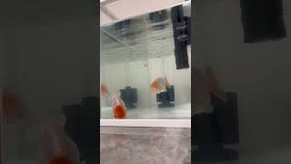 かわいい金魚の小さなあくび #アクアリウム #aquarium #金魚 #goldfish #ライオンヘッドらんちゅう　#らんちゅう