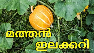 മത്തൻ ഇലക്കറി// മത്തനില ആളു പുലിയാണ്// pumpkin Leaf Curry Recipe