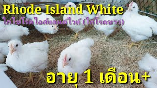 Rhode Island White ไก่พันธุ์ไข่ ไก่ไข่โร๊ดไอส์แลนด์ไวท์ (ไก่ไข่โร๊ดขาว) อายุ 1 เดือน by คำเงินฟาร์ม