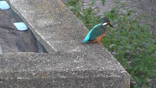 【カワセミ】ｴｻを落としてからの水浴び羽繕いﾛﾝｸﾞﾊﾞｰｼﾞｮﾝ