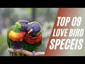 9 Lovebird Species & Colors