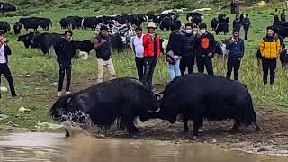 བོད་པའི་གཡག། Tibetan yaks 2022