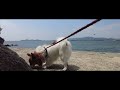 【犬とおでかけ】竹島に行ってきました！　～国の天然記念物、蒲郡屈指のパワースポットでご利益と自然のパワーをもらってきました！～