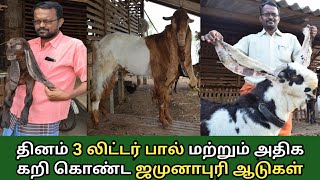 அதிக எடை கொண்ட ஜமுனாபாரி ஆடு வளர்ப்பு | Jamurapuri goat farm