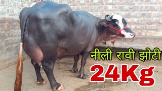 @Nili Ravi Buffalo 24 किलो दूध की नीली रावी झोटी बिक्री के लिए उपलब्ध (94163_61645)Nili Ravi Buffalo